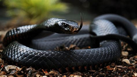 10 most dangerous snakes in the world