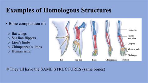 Homologous Traits Vs Analogous Traits