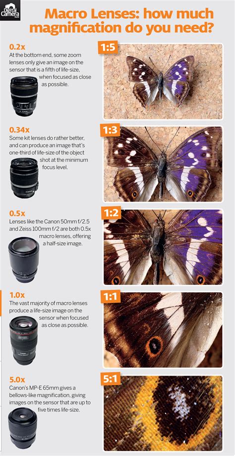 Cheat Sheet: Macro Lenses - How Much Magnification Do You Need? - Digital Photography School