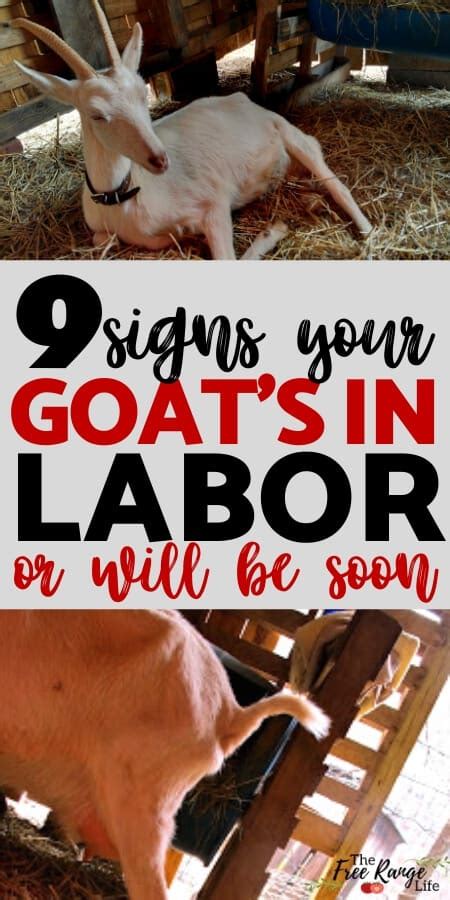 9 Signs Your Goat is in Labor (Or Will Be Soon!)