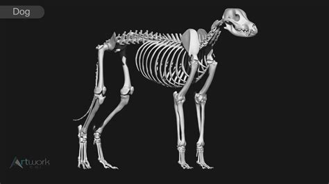 ArtStation - animal skeleton collection | Resources