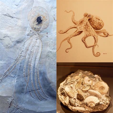 Top 52+ imagen octopus fossil - Abzlocal.mx