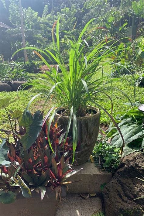 How to Grow Lemongrass (in the Garden and in Containers)