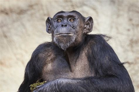 6+ Hundred Chimpanzee Facial Expression Royalty-Free Images, Stock Photos & Pictures | Shutterstock