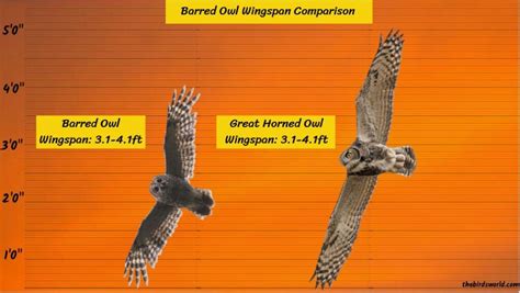Great Horned Owl Size: How Big Are They Compared To Others?
