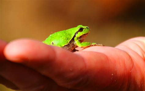 Free Images : hand, leg, finger, small, amphibian, nail, tree frog, close up, tiny, macro ...