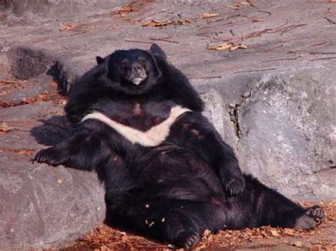 Funny fat bear |Funny Animal