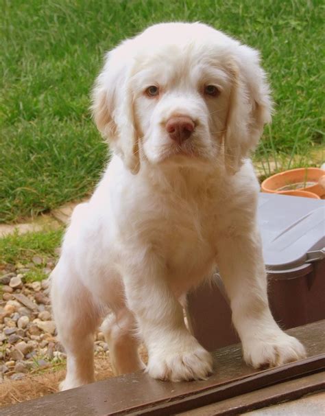 clumber spaniel puppies, probably the sweetest thing ever. i miss mine ...