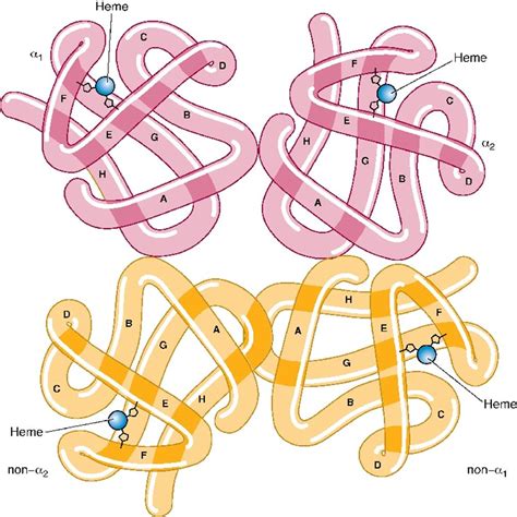 Hemoglobin Anatomy