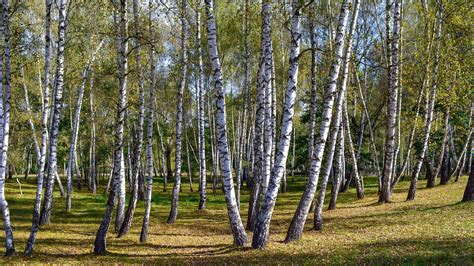 BETULLA: ALBERO DI LUCE CHE DEPURA IL CORPO | Inherba | Il mondo delle ...