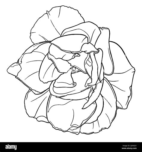 Edenia Rose Flower Graphic Illustration. Botanical Stamp Line Art Stock Photo - Alamy