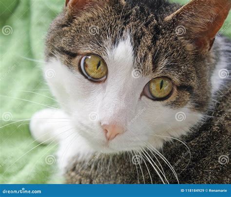 Close Up of a Domestic Short Haired Cat. Big Bright Hazel Colored Eyes, Soft Pink Nose and White ...