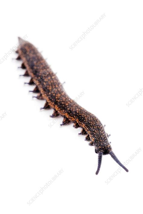 Velvet worm - Stock Image - C021/6202 - Science Photo Library