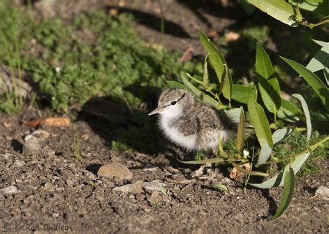 Understanding the Fascinating Behavior of Spotted Sandpipers: A Closer Look at Their Mating ...