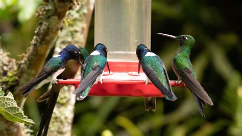 Think Twice Before Using Vaseline To Keep Ants Out Of Your Hummingbird Feeder