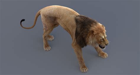 3D Lion Animated — Missset