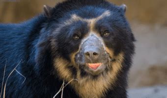 Spectacled Bear - Facts, Diet & Habitat Information