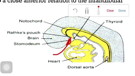 Development Of The Pituitary Gland (Embryology) - YouTube