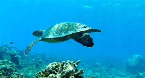 Snorkeling in the Maldives - Creative Travel Connections