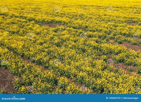 Aerial View of Canola Rapeseed Field in Poor Condition Stock Image - Image of change, meadow ...