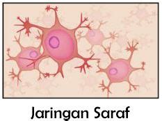 Jaringan Hewan (Pengertian, Struktur, & Gambar) | Guru Belajarku