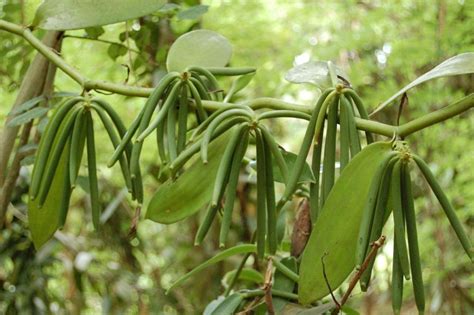 Green vanilla plant | Homemade vanilla extract, Homemade vanilla, Medicinal herbs