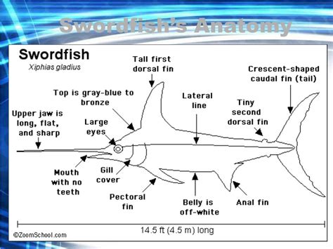 PPT - Swordfish PowerPoint Presentation - ID:280729