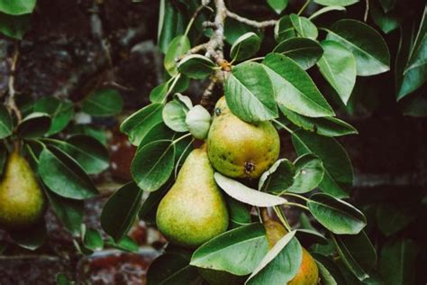 Pear Tea - Home Remedy for Cough and Sore Throat