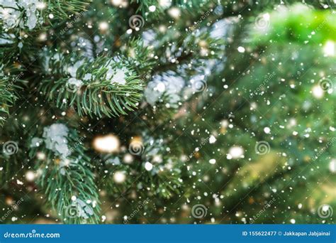 Closeup Of Christmas Tree With Light, Snow Flake. Stock Image - Image of merry, flora: 155622477