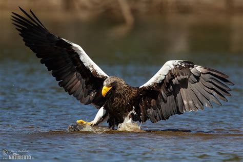 Steller's Sea Eagle Photos, Steller's Sea Eagle Images, Nature Wildlife Pictures | NaturePhoto