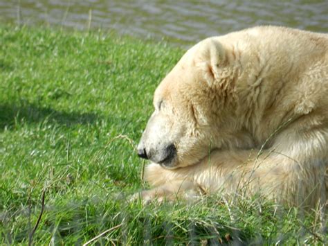 Polar Bear (Ursus Maritimus) at Yorkshire Wildlife Park, England - ZooChat