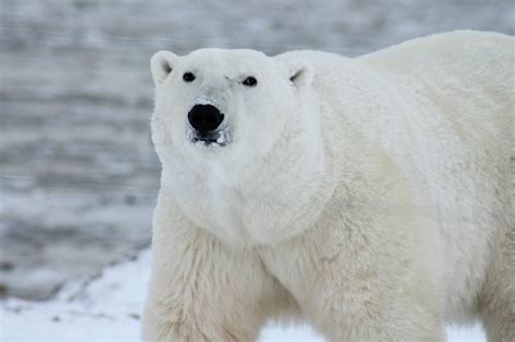 International Polar Bear Day - Golden Woofs
