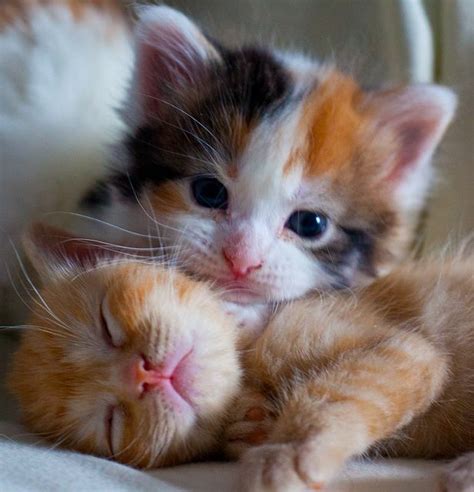 Cuddling kittens :) : r/aww