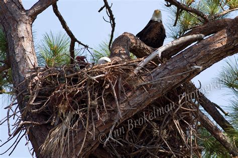 Ann Brokelman Photography: Bald Eagle Nest - Florida