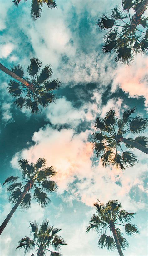 Palm Trees Wallpaper | Scenery Wallpaper