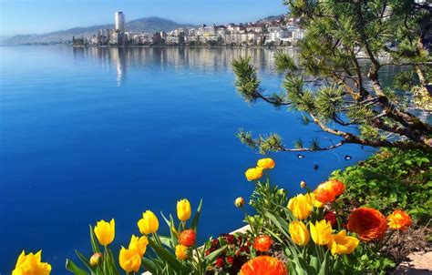 Wallpaper flowers, lake, Switzerland, Switzerland, Lake Geneva ...