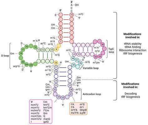 Frontiers | The host tRNA epitranscriptome: A new player in RNA virus ...