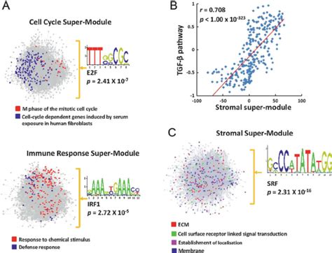 Oncogenic pathways and module expression. (A) Transcription ...