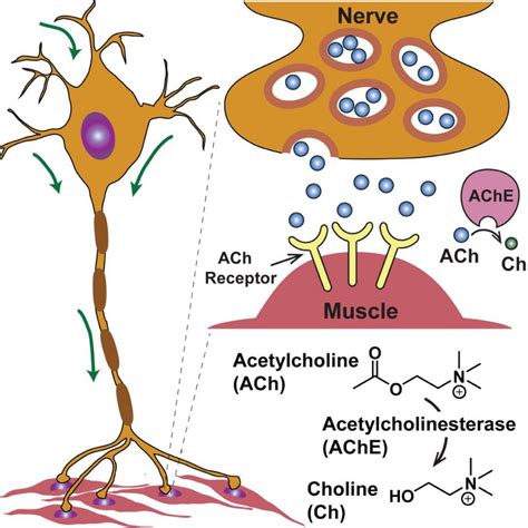 Neural Probes for Acetylcholine – Welcome to the MAD Lab (Laboratory for Design of Medical and ...