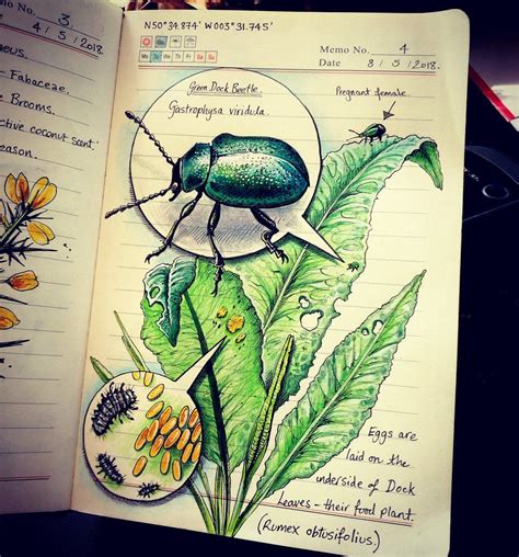 Bernoid on Twitter | Nature journal, Sketch book, Scientific illustration