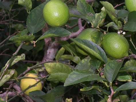 How to Grow Key Lime Trees | Garden Guides Potted Trees Patio, Garden Trees, Key Lime Tree, Lime ...