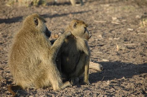 Why Male Baboons Benefit From Female Friends - The New York Times