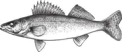 Walleye Drawing Stock Illustration - Download Image Now - iStock