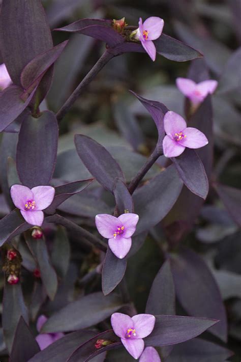 Purple Heart, Setcreasea pallida, Monrovia Plant