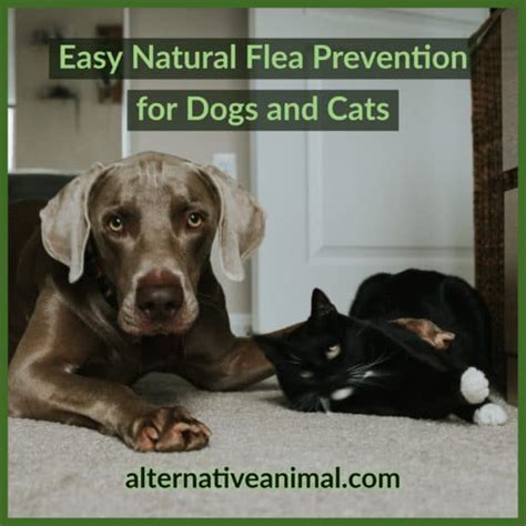 Easy Natural Flea Prevention For Dogs And Cats