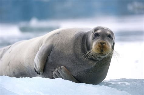 Bearded seal on ice by Olav Thokle on 500px | Ocean mammal, Beard, Sea lion