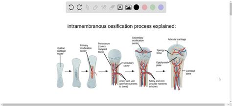 SOLVED:Describe the stages of intramembranous ossification. Name a bone that is formed in this way.