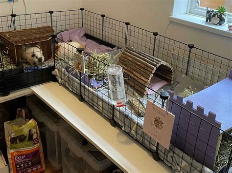 Simple DIY housing ideas for your guinea pigs