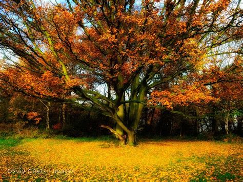 Autumn Oak Tree Oak Forest, Old Oak Tree, Oak Doors, Autumn, Fall, Natural Beauty, Old Things ...