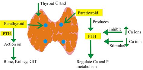 Hyperparathyroidism: Types, Causes, Symptoms, Precautions